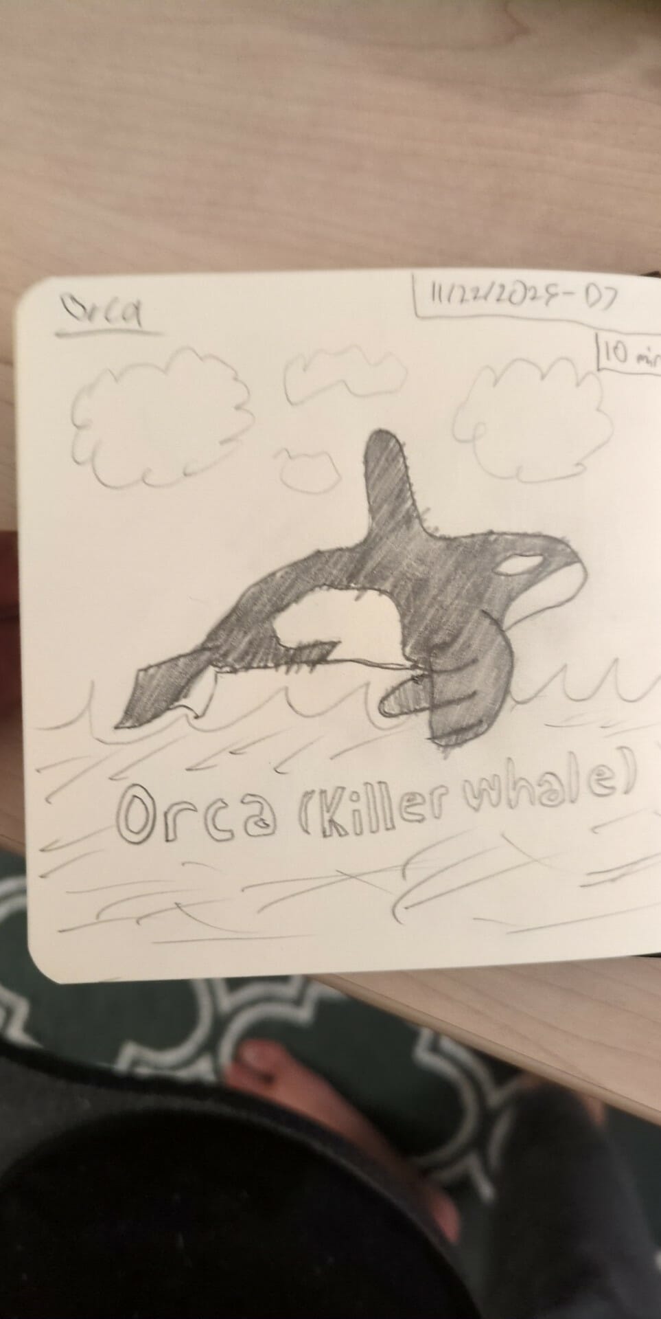 Orca artwork